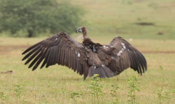 बागबाहरा जंगल से  रेस्क्यू कर सफेद पूंछ वाले बीमार गिद्ध की बचाई गई जान